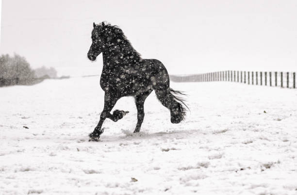 istock galloping Frisian stallion 1128123981