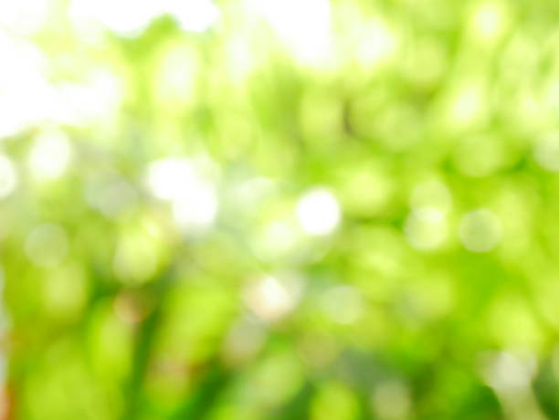 istock Bokeh in sunny forest Formal Garden 1128124168