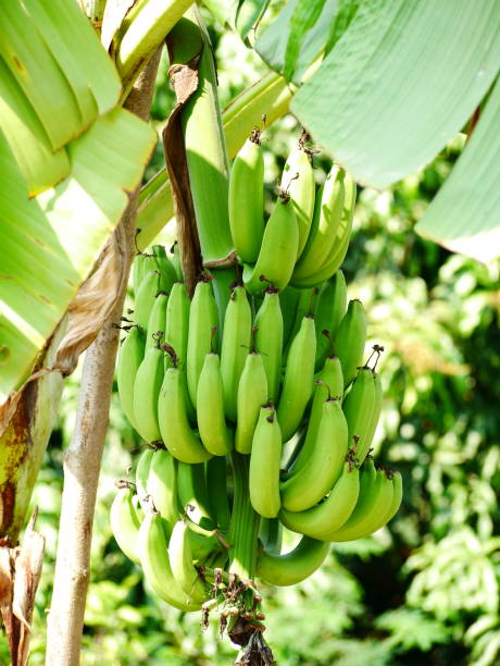 Bunch of green fresh Bananas
