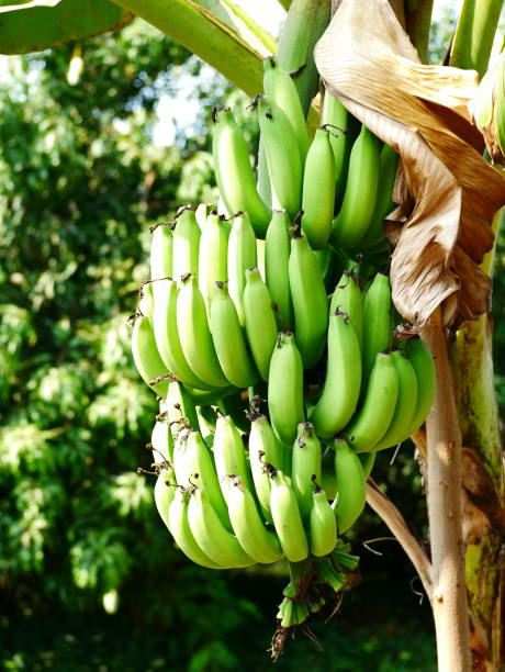 Bunch of green fresh Bananas