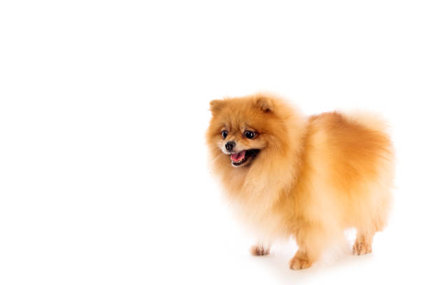 istock Portrait of cute pomeranian spitz on white background 1128130410