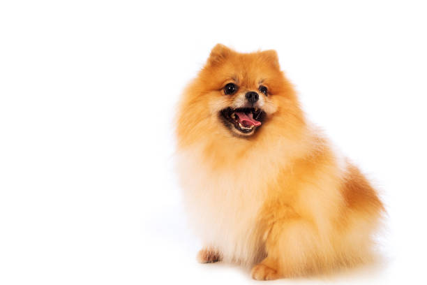istock Portrait of cute pomeranian spitz on white background 1128130497