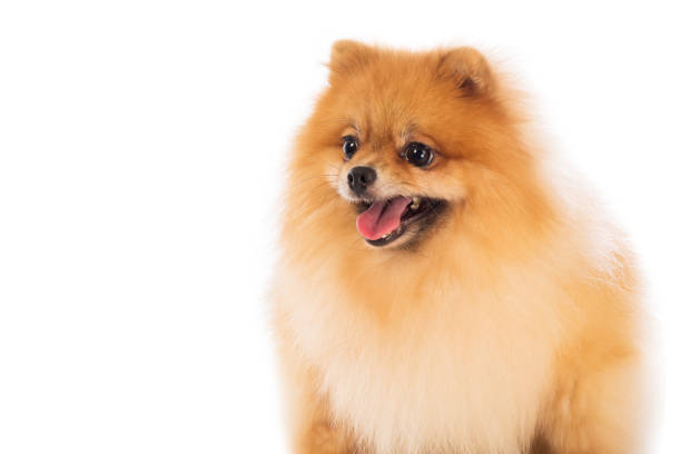 istock Portrait of cute pomeranian spitz on white background 1128130516