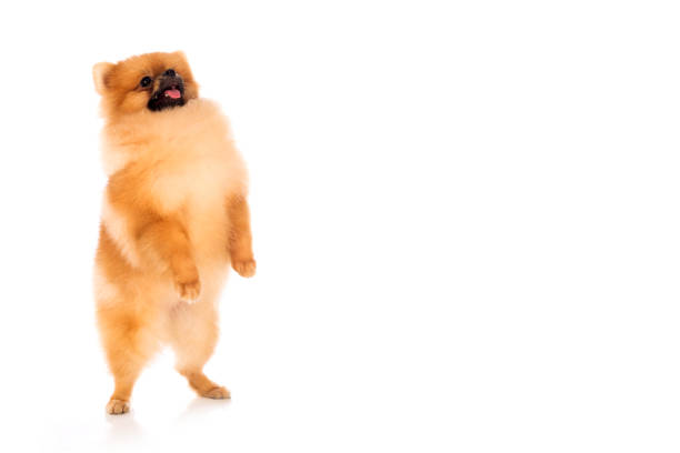 istock Portrait of cute pomeranian spitz on white background 1128131304
