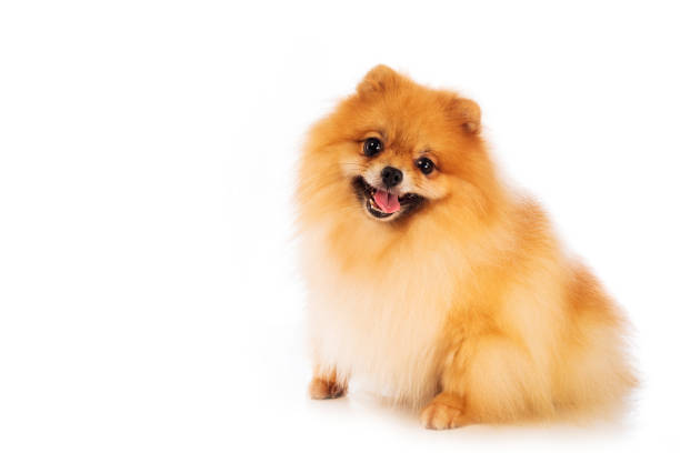 istock Portrait of cute pomeranian spitz on white background 1128131311