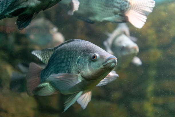 istock Underwater world with beautiful fish on rocks background. 1128131315
