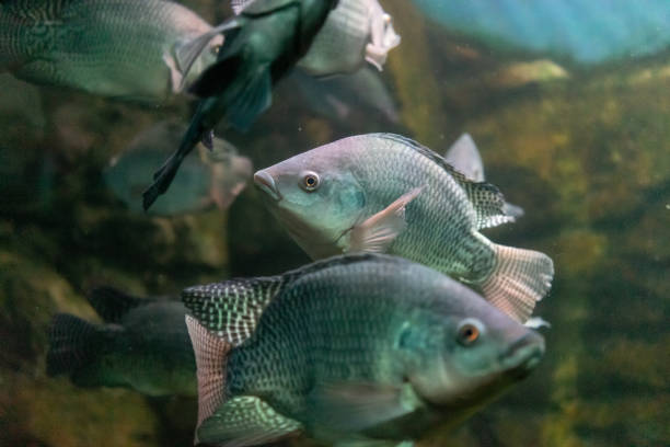 istock Underwater world with beautiful fish on rocks background. 1128131370