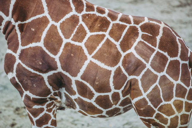 istock Photo of a giraffe 1128132057