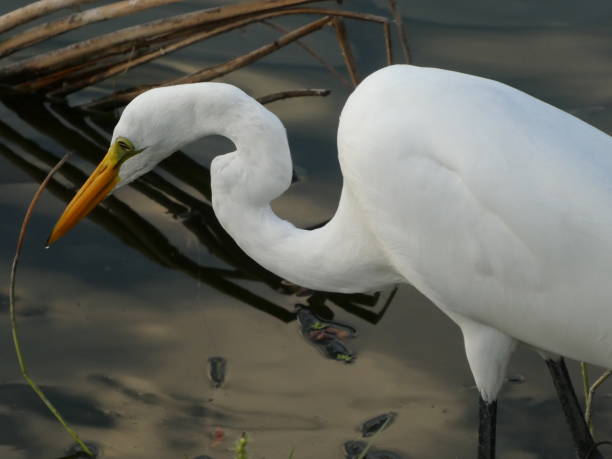 istock Great egret hunting in water close-up 1128132322