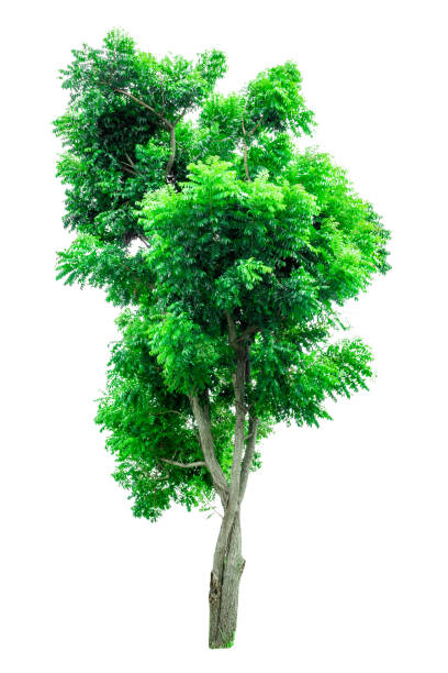 istock Tree on white background with clipping path. tree in various shapes from Thailand, can be used to design, decorate or apply to natural articles on both print and website. 1128136142