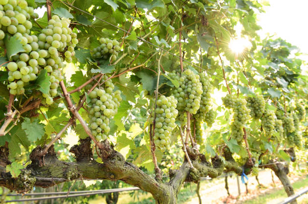 istock Vine and bunch of white grapes 1128136233