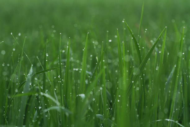 istock Dew in the leaf. Natural background 1128137411