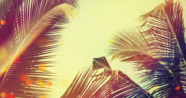 istock Coconut palm tree under blue sky. Vintage background with bokeh and flares. 1128139783
