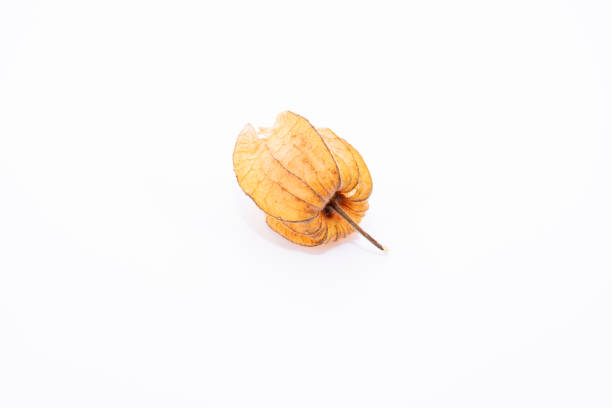 ground cherry on black background
