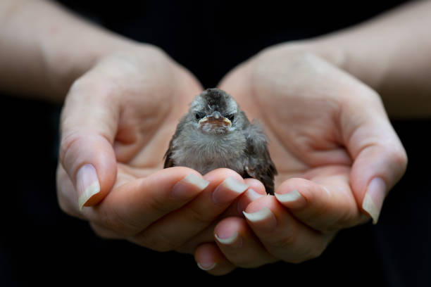 juvenile vögel schicksal liegt in den händen der menschen. - bird hunter stock-fotos und bilder