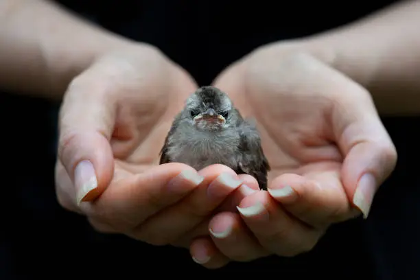 Fledgling bulbul bird sitting in mercy hands looking at photography with black background,front view.