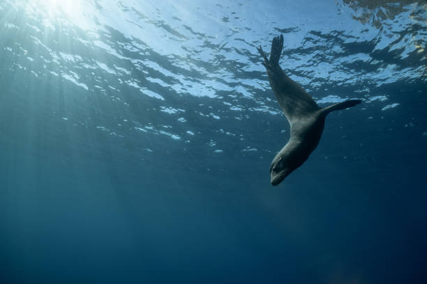 istock California Sea Lion 1128142019