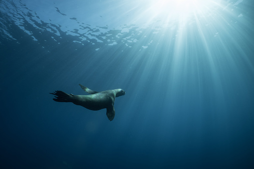 A California sea lion swims into the blue near an offshore oil platform near Long Beach, California.