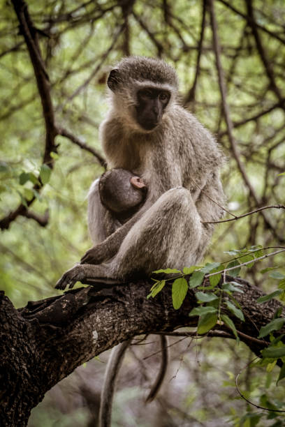 istock Baby and mother monkeys 1128143239