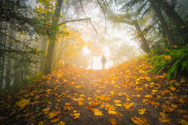 istock Hiking in the foggy forest 1128144244