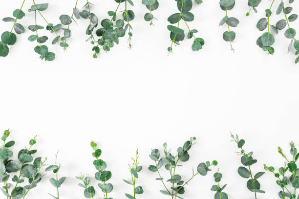 istock Floral frame with eucalyptus branches on white background. Flat lay, top view 1128144259