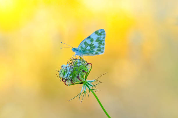 istock Beautiful butterfly sitting on flower 1128145179