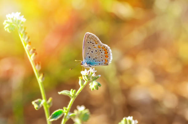 istock Beautiful butterfly sitting on flower 1128145246