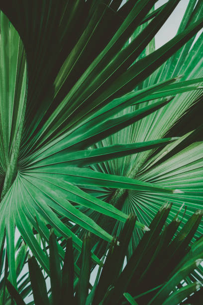 istock Palm Leaves. Vintage background. Retro toned poster. 1128146099