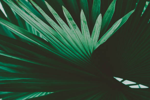 Palm Leaves. Vintage background. Retro toned poster.