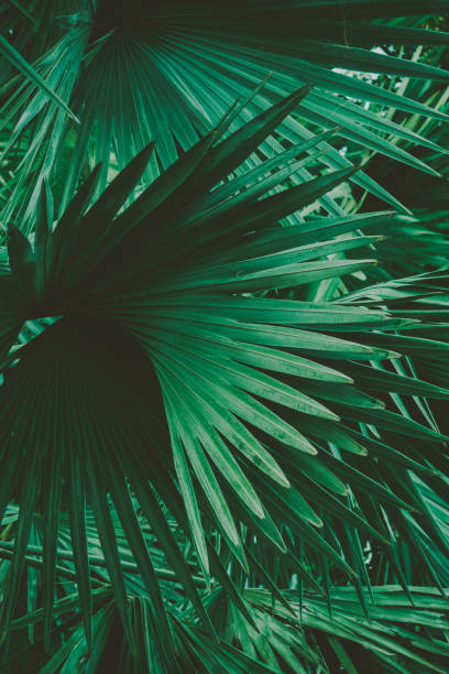 istock Palm Leaves. Vintage background. Retro toned poster. 1128146297