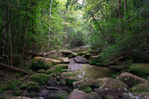 istock Small creek with stones in green forest 1128146372