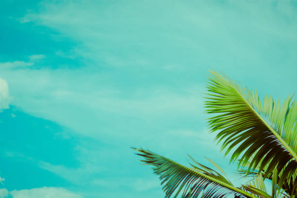 Coconut palm tree under blue sky. Vintage background. Travel card. Retro toned. Soft focus