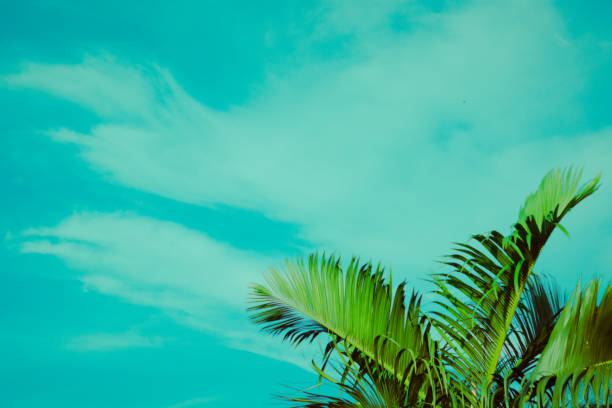 Coconut palm tree under blue sky. Vintage background. Retro toned poster.