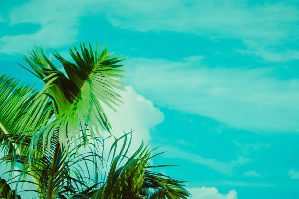 istock Coconut palm tree under blue sky. Vintage background. Retro toned poster. 1128146676