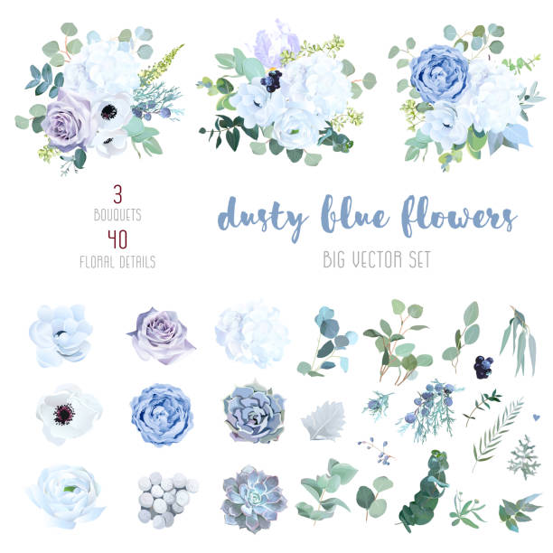 Dusty blue, pale purple rose, white hydrangea, ranunculus Dusty blue, pale purple rose, white hydrangea, ranunculus, iris, echeveria succulent, flowers,greenery and eucalyptus,berry, juniper big vector set.Trendy pastel color collection.Isolated and editable blue roses stock illustrations