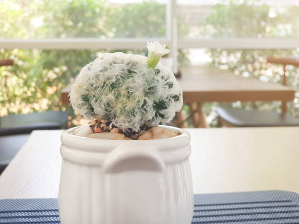 small cactus and succulents at the shop - soft and selective focus