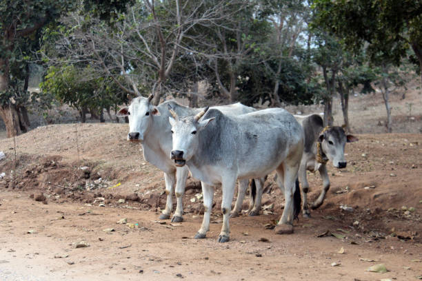 istock Cows grazing in the desert of Purulia 1128151921