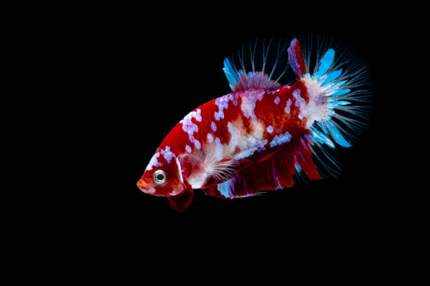 istock Betta fish Fight in the aquarium 1128153196