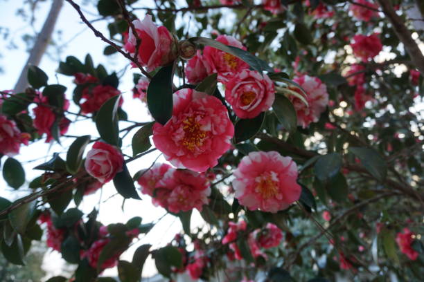 istock Variegated Camellia Flowers 1128155637