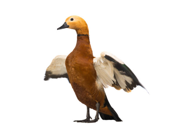 istock male Beautiful bright red duck (Ogar) isolated on white 1128159624