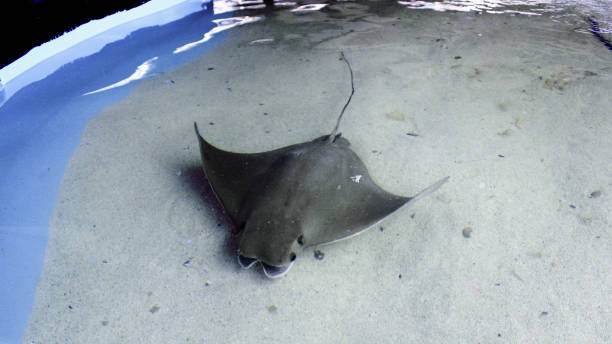 Grey Stingray Swimming in a Tank