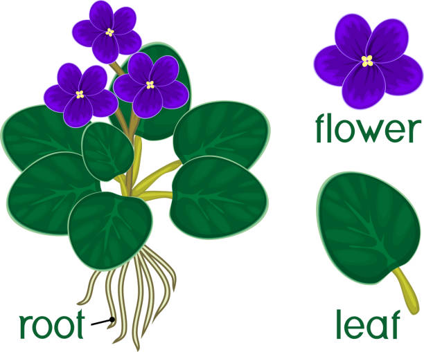 African violets (Saintpaulia) with blue flowers and parts of plant African violets (Saintpaulia) with blue flowers and parts of plant african violet stock illustrations