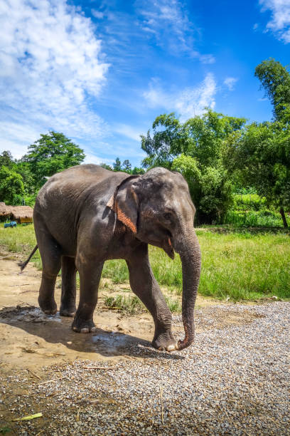 istock Baby elephant in protected park, Chiang Mai, Thailand 1128161180