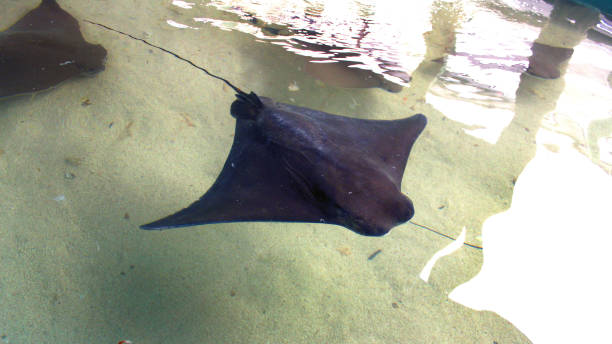 istock Dark Gray Stingray Swimming 1128162403