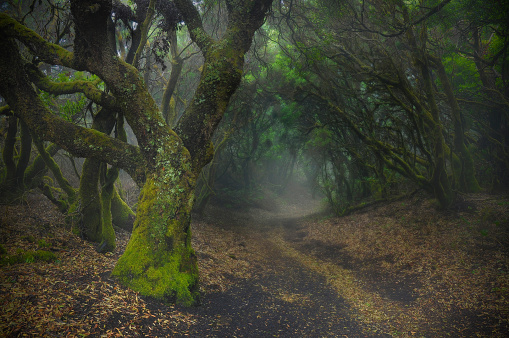 Mystic mood in the rainforest. Laurisilva forest on a Canary Island. \nLaurel forests are evergreen moist forests of the subtropical climatic zone.