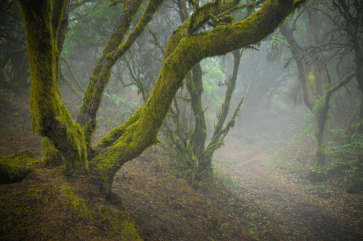 Mystic mood in the rainforest. Laurisilva forest on a Canary Island. 
Laurel forests are evergreen moist forests of the subtropical climatic zone.