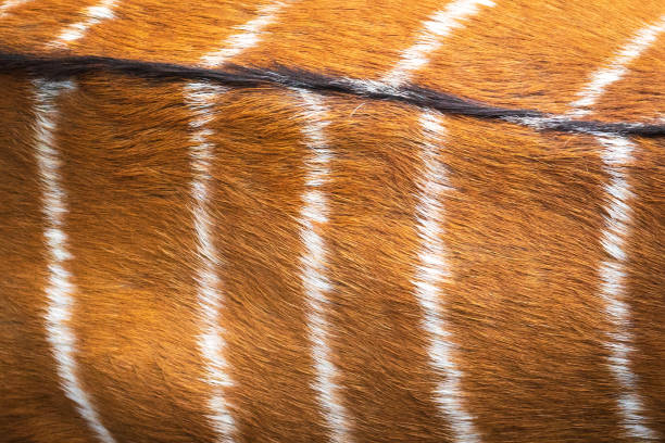 istock Deer fur texture. Nyala skin pattern. Abstract animal brown hair. 1128163524