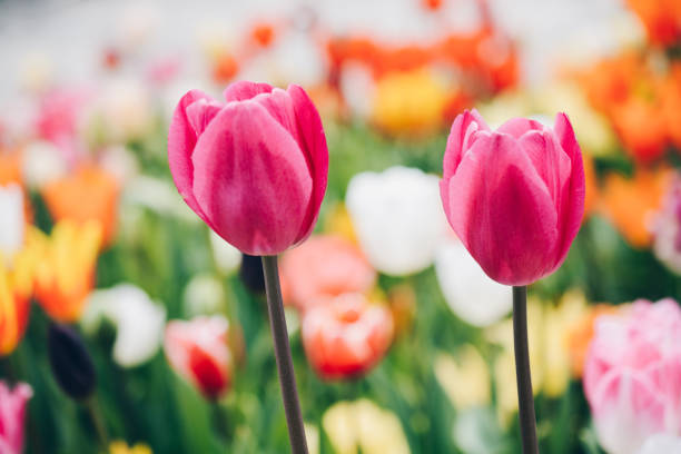 istock Beautiful tulips flower in tulip field in spring 1128164507