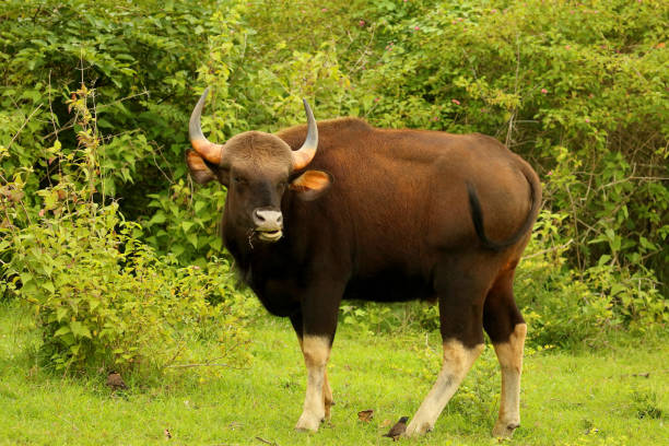 Indian Guar, Bos gaurus, Bandipur National Park, Karnataka, India