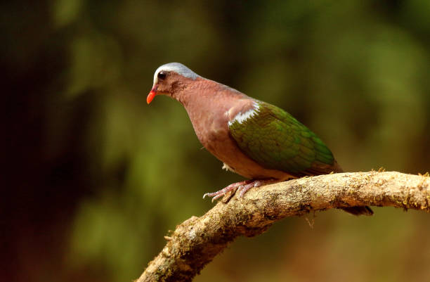 istock Emerald Dove, Chalcophaps indica, Ganeshgudi, Karnataka, India 1128164834